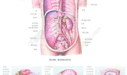 人体解剖视频,视频解析人体结构与功能